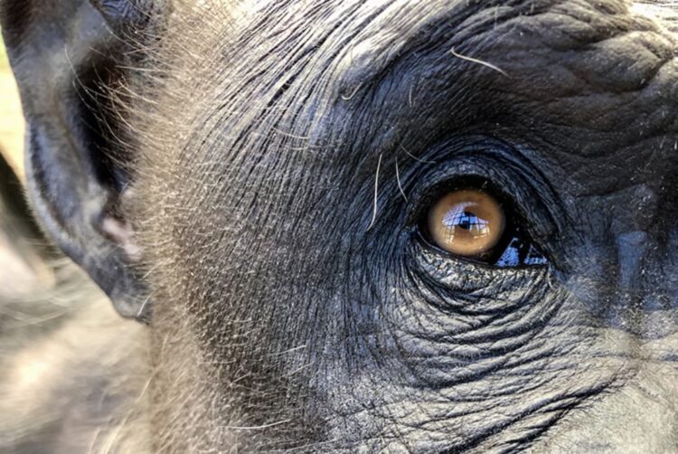 chimpanzee eye